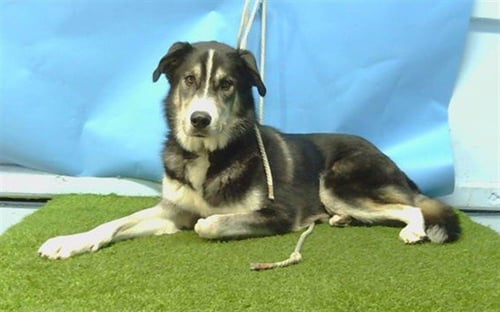 OREO - Siberian Husky / German Shepherd Dog available for adoption