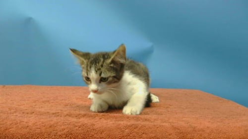 VARCINO - Domestic Short Hair available for adoption