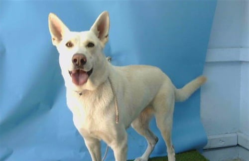 A5796624 - German Shepherd Dog available for adoption