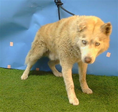 HELIOS - Husky available for adoption