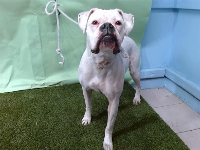 BAILEY - Boxer available for adoption