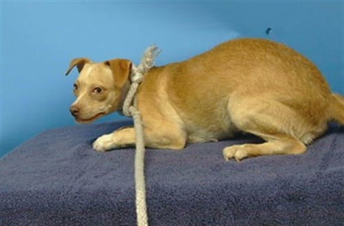 LOCA - Chihuahua available for adoption