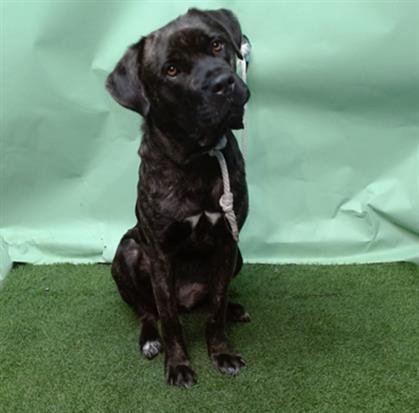 MAXINE - Cane Corso Mastiff for adoption in Torrance