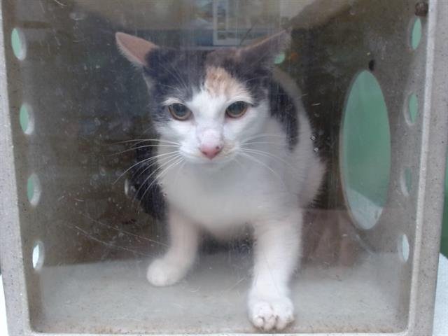 XENA - Domestic Short Hair available for adoption