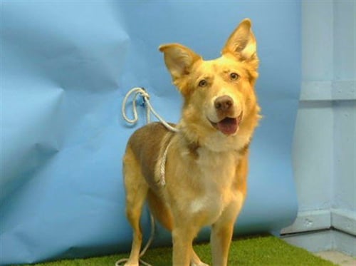 A5795651 - Siberian Husky available for adoption