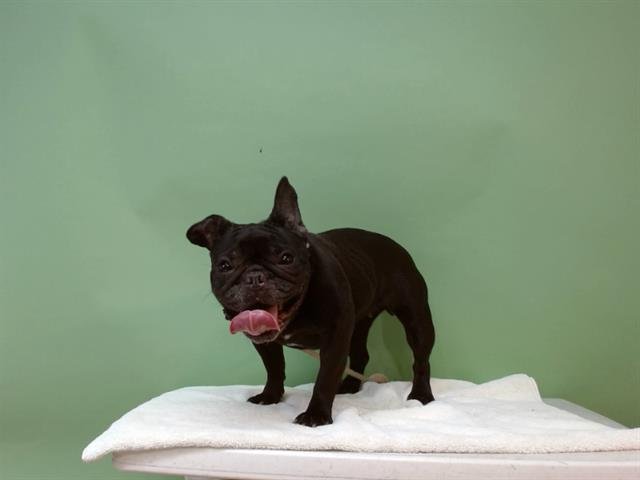 A5753545 - French Bulldog available for adoption
