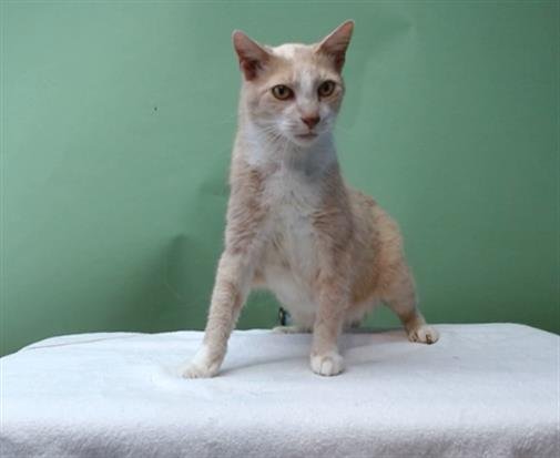 BACH - Domestic Short Hair available for adoption