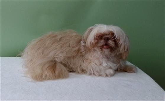 WINSTON - Lhasa Apso available for adoption