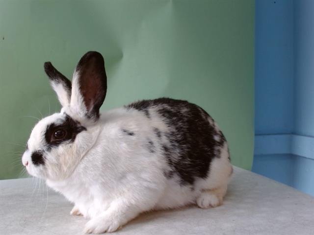 A5756300 - Shorthaired Rabbit available for adoption