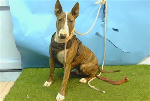 A5806437 - Bull Terrier available for adoption