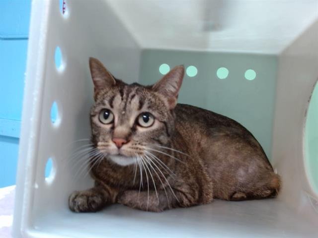 DIAMOND - Domestic Short Hair available for adoption