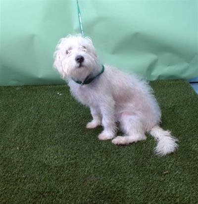 HALO - Poodle (Miniature) available for adoption