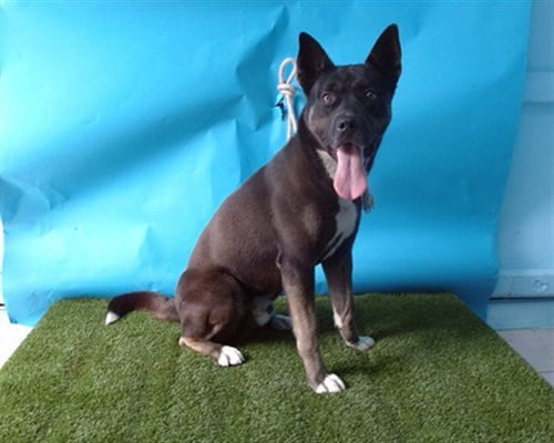 BISHOP - Husky / Terrier for adoption in Torrance