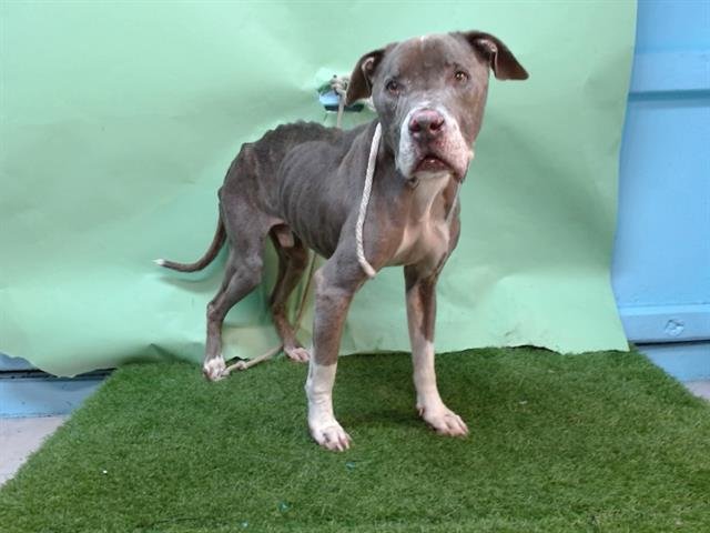 A5746211 - Pit Bull Terrier available for adoption