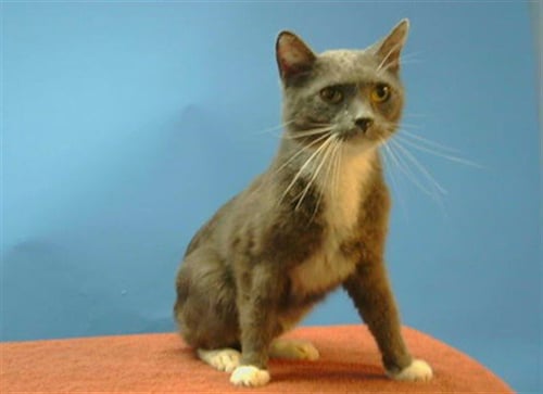 DIPPER - Domestic Short Hair available for adoption