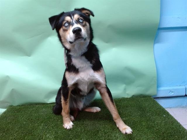 BRUNO - Siberian Husky available for adoption