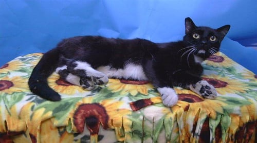 A5776685 - Domestic Short Hair available for adoption