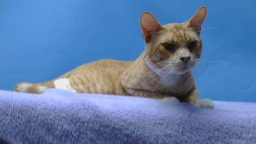 RAZZY - Domestic Short Hair available for adoption