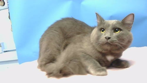 A5798884 - Domestic Short Hair available for adoption