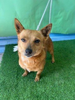 CHARLIE - Dachshund available for adoption