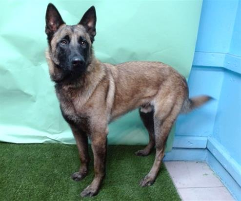 ROGER - Belgian Shepherd Malinois available for adoption