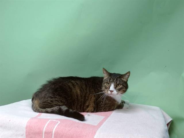 JACKIE - Domestic Short Hair available for adoption