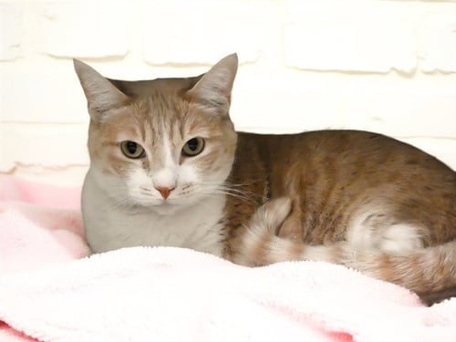 FEATHER - Domestic Short Hair available for adoption