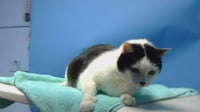 GIZMO - Photo 1