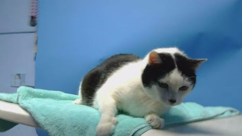 GIZMO - Domestic Short Hair available for adoption