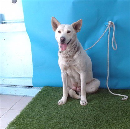 MOCHA - German Shepherd Dog available for adoption