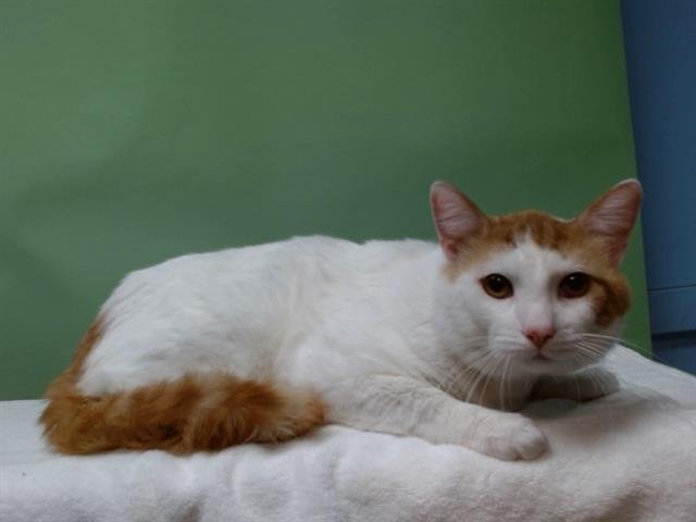 GUERO - Domestic Short Hair available for adoption