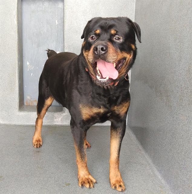 CUJO - Rottweiler available for adoption