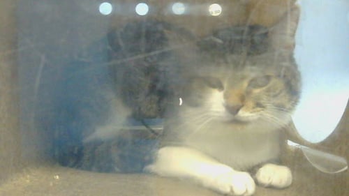 MOCHI - Domestic Short Hair for adoption in Torrance