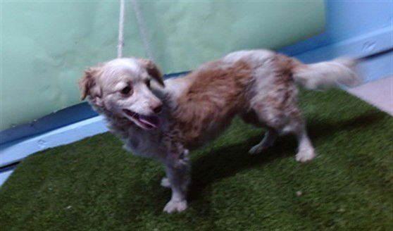 BUTTERCUP - Poodle (Miniature) / Maltese available for adoption