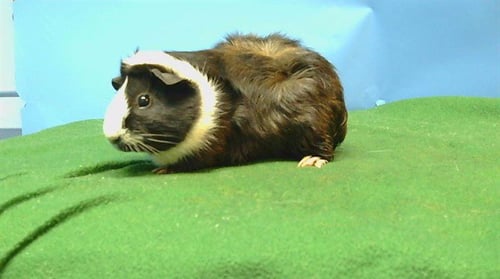 A5778439 - Guinea Pig available for adoption
