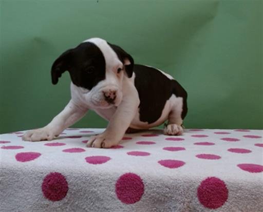 PIE - Pit Bull Terrier available for adoption