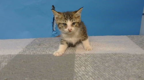 JIMMIE - Domestic Short Hair available for adoption