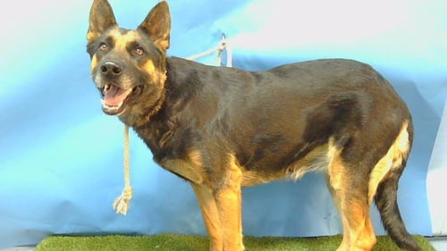 CASSIDY - German Shepherd Dog available for adoption