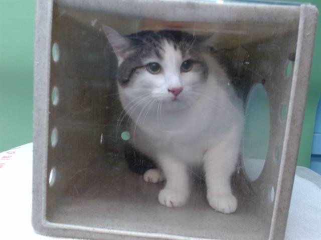 BELLA - Domestic Short Hair available for adoption