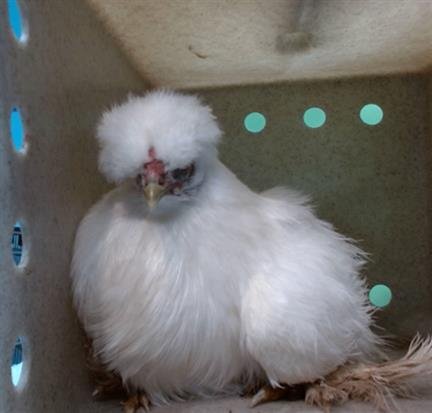 A5747474 - Silkie available for adoption