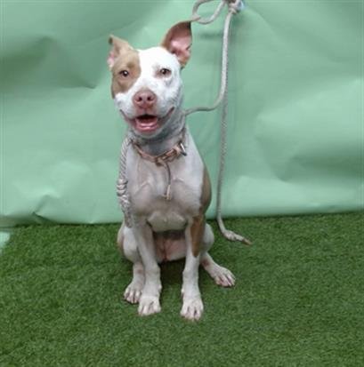 A5755236 - Pit Bull Terrier available for adoption