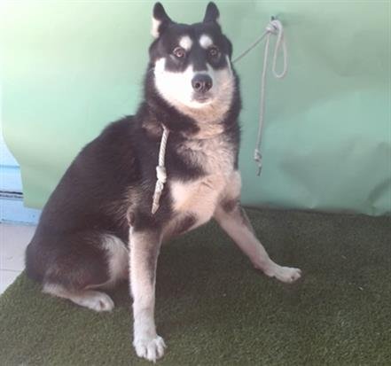 GREG - Siberian Husky available for adoption