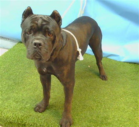ZARA - Cane Corso Mastiff available for adoption