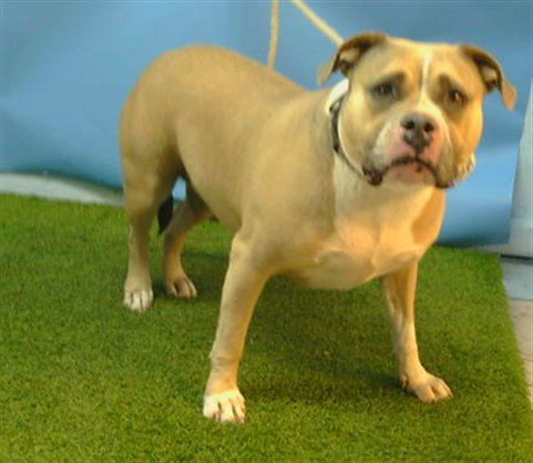 SANDY - Staffordshire Bull Terrier available for adoption