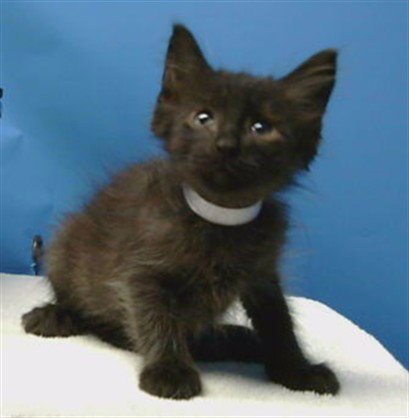 BINX - Domestic Medium Hair available for adoption