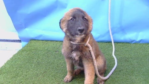 A5796977 - German Shepherd Dog / Belgian Shepherd Malinois available for adoption