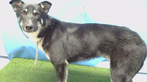 HANDSOME - German Shepherd Dog available for adoption