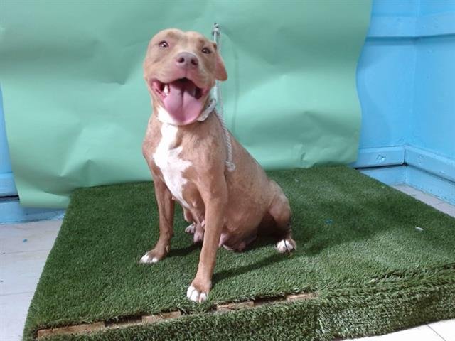MYLA - Pit Bull Terrier available for adoption