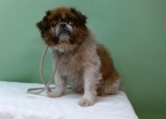 COCO - Pekingese / Shih Tzu available for adoption
