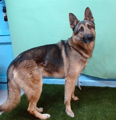 COOPER - German Shepherd Dog available for adoption